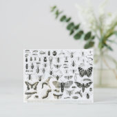 Entomologie Postkarte (Stehend Vorderseite)