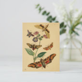 Entomologie Postkarte (Stehend Vorderseite)
