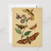 Entomologie Postkarte (Vorne/Hinten)