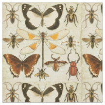 Entomologie Schmetterlingsinsekten Vintages altes 