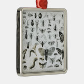 Entomologie Silbernes Ornament (Rechts)
