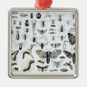 Entomologie Silbernes Ornament