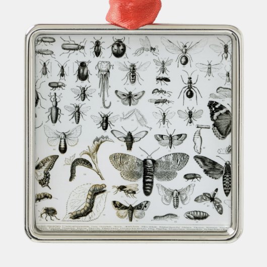 Entomologie Silbernes Ornament (Vorne)