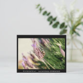 Entomophia - Lavandula stoechas Postkarte (Stehend Vorderseite)