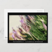Entomophia - Lavandula stoechas Postkarte (Vorne/Hinten)