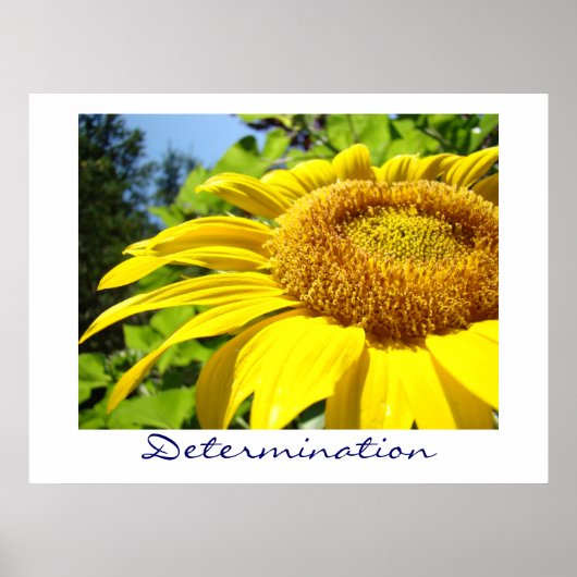 Entschlossenheit druckt Gelben Sonnenblumengarten Poster (Vorne)