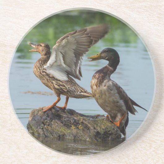 Entschuldigung Getränkeuntersetzer (Vorne)