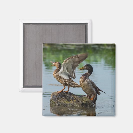 Entschuldigung Magnet (Vorderseite/Rückseite)