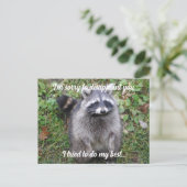 Entschuldigung Raccoon entschuldigen Postkarte (Stehend Vorderseite)