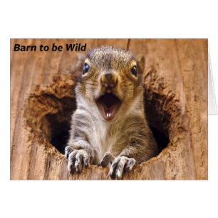 Entsetztes Eichhörnchen