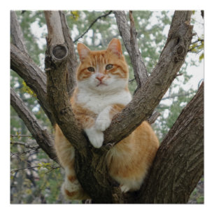 Entspannen 20" x 20",Posterpapier,Halbglanz Poster