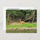 Entspannen am Kettle Postkarte (Vorne/Hinten)