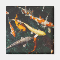 Entspannen Sie am Orange & White Asian Koi Fish Po