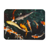 Entspannen Sie am Orange & White Asian Koi Fish Po Magnet (Horizontal)