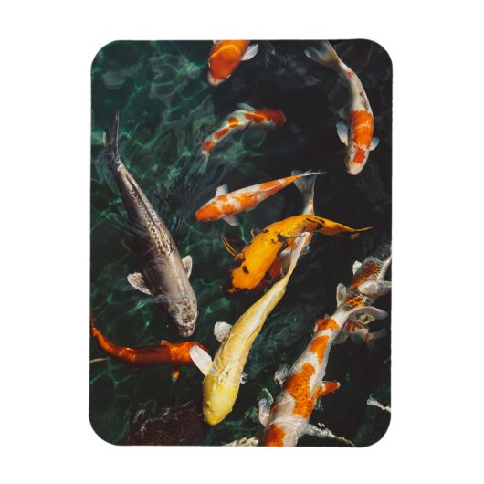 Entspannen Sie am Orange & White Asian Koi Fish Po Magnet (Vertikal)