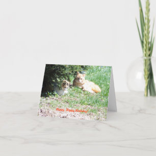 Entspannen Sie sich beim Geburtstag, bei Katzen un Karte