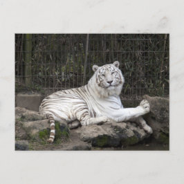 Entspannende Bengalische Tigerfotografie Postkarte