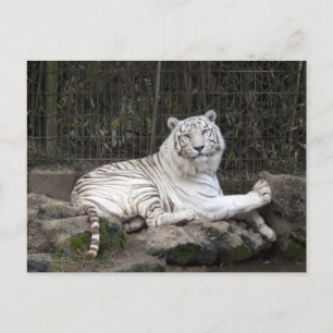 Entspannende Bengalische Tigerfotografie Postkarte