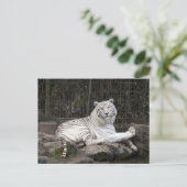 Entspannende Bengalische Tigerfotografie Postkarte (Stehend Vorderseite)