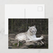 Entspannende Bengalische Tigerfotografie Postkarte (Vorne/Hinten)