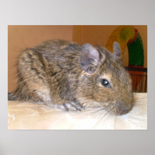 Entspannende Degu Print Poster (Vorne)