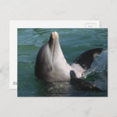 Entspannende Delphine Postkarte (Vorne/Hinten)