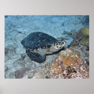 Entspannende Hawksbill Poster