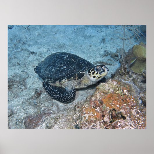 Entspannende Hawksbill Poster (Vorne)