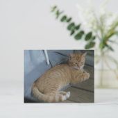 Entspannende Katze Postkarte (Stehend Vorderseite)