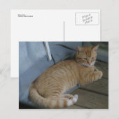 Entspannende Katze Postkarte (Vorne/Hinten)