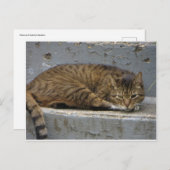 Entspannende Katze Postkarte (Vorne/Hinten)