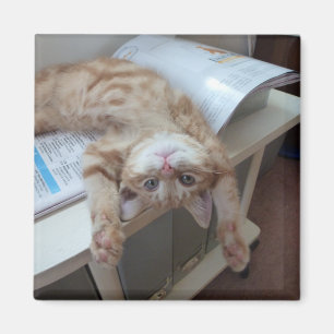 Entspannende Miezekatze Magnet