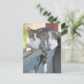 Entspannende Tabby Postkarte (Stehend Vorderseite)