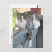 Entspannende Tabby Postkarte (Vorne/Hinten)