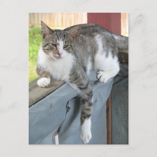 Entspannende Tabby Postkarte (Vorderseite)