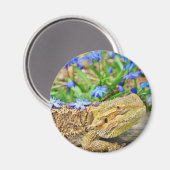 Entspannender bärtiger Drache Magnet (Vorderseite/Rückseite)