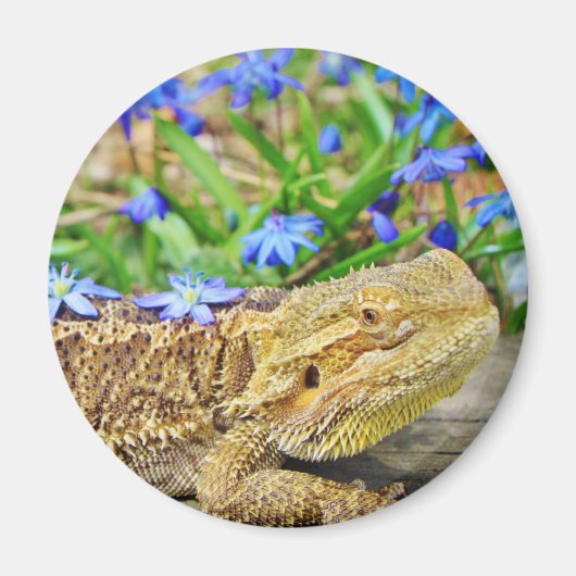 Entspannender bärtiger Drache Magnet (Vorne)