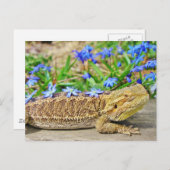 Entspannender bärtiger Drache Postkarte (Vorne/Hinten)