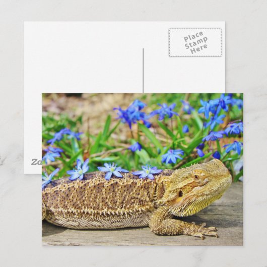 Entspannender bärtiger Drache Postkarte (Vorne/Hinten)