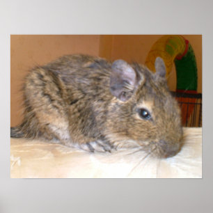 Entspannender Degu-Druck Poster