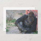 Entspannender Gorilla Postkarte (Vorne/Hinten)