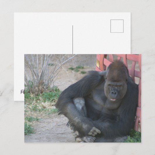 Entspannender Gorilla Postkarte (Vorne/Hinten)