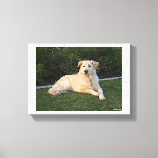Entspannender Hund Leinwanddruck (Vorderseite)