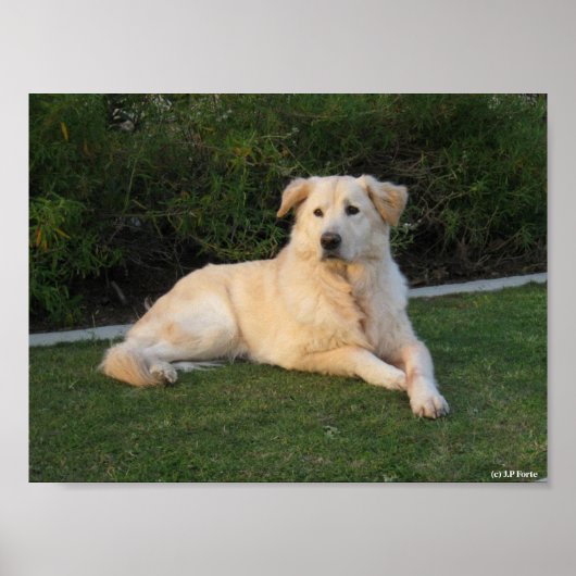 Entspannender Hund Poster (Vorne)