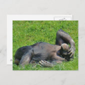 Entspannender Schimpanse - Postkarte (Vorne/Hinten)