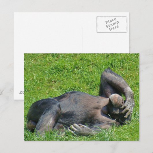 Entspannender Schimpanse - Postkarte (Vorne/Hinten)