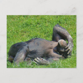Entspannender Schimpanse - Postkarte