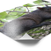 Entspannendes Schwarzes Eichhörnchen Fotodruck (Ecke)