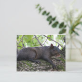 Entspannendes Schwarzes Eichhörnchen Postkarte (Stehend Vorderseite)