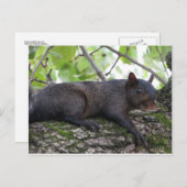 Entspannendes Schwarzes Eichhörnchen Postkarte (Vorne/Hinten)